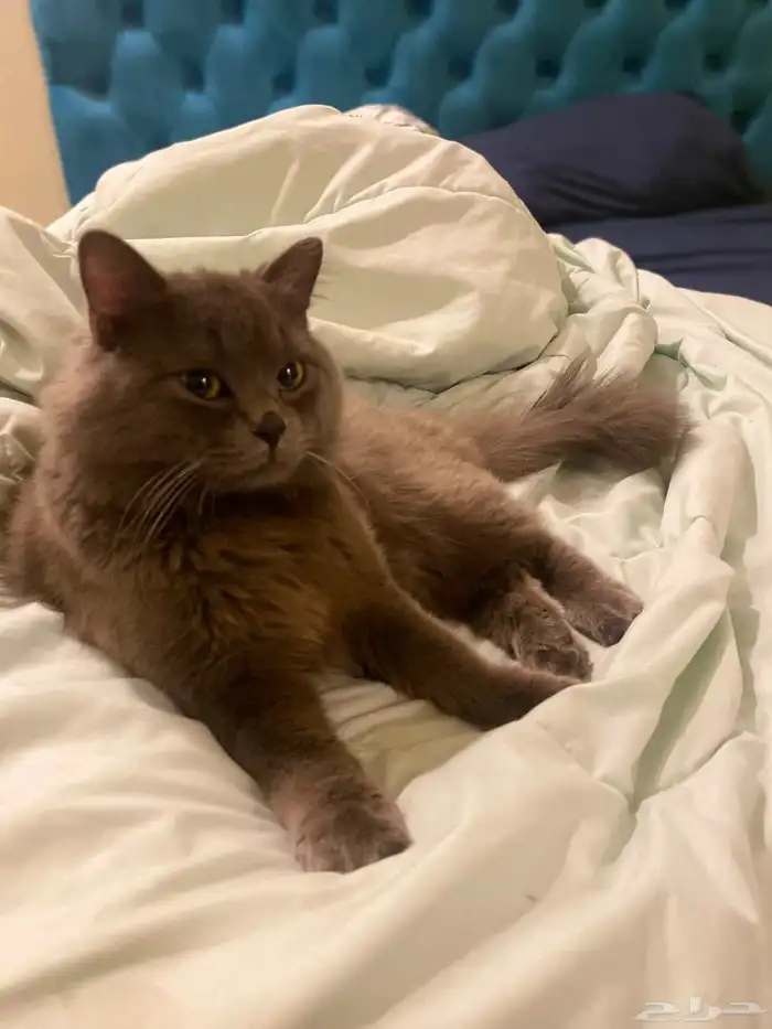 قط ذكر للتزواج مجانا 0