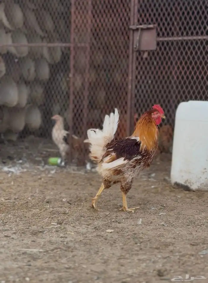 ديك بلدي للبيع 2