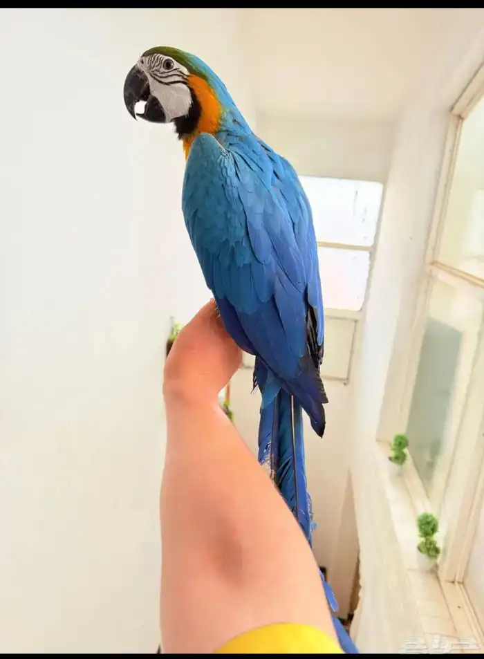 ببغاء مكاو بلو اند قولد اليف ولعوب ومتكلم عمر 10 شهور 0