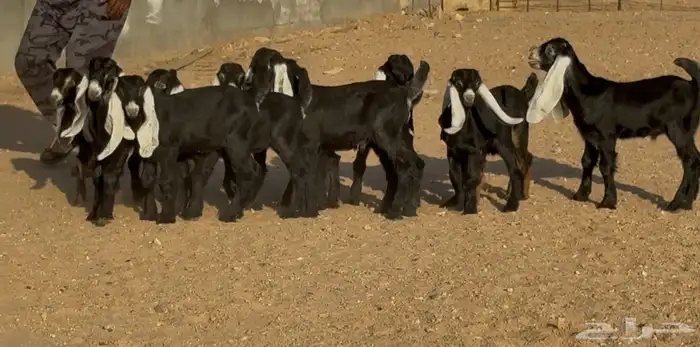 معزا عوارض اشباب متاويم العدد 8 معهد 14 والفحل 9