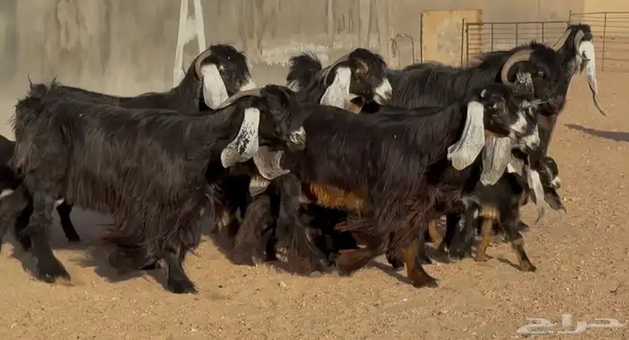 معزا عوارض اشباب متاويم العدد 8 معهد 14 والفحل 6