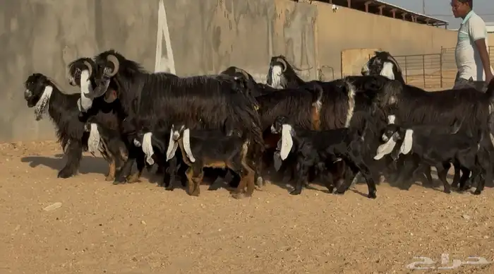 معزا عوارض اشباب متاويم العدد 8 معهد 14 والفحل 3