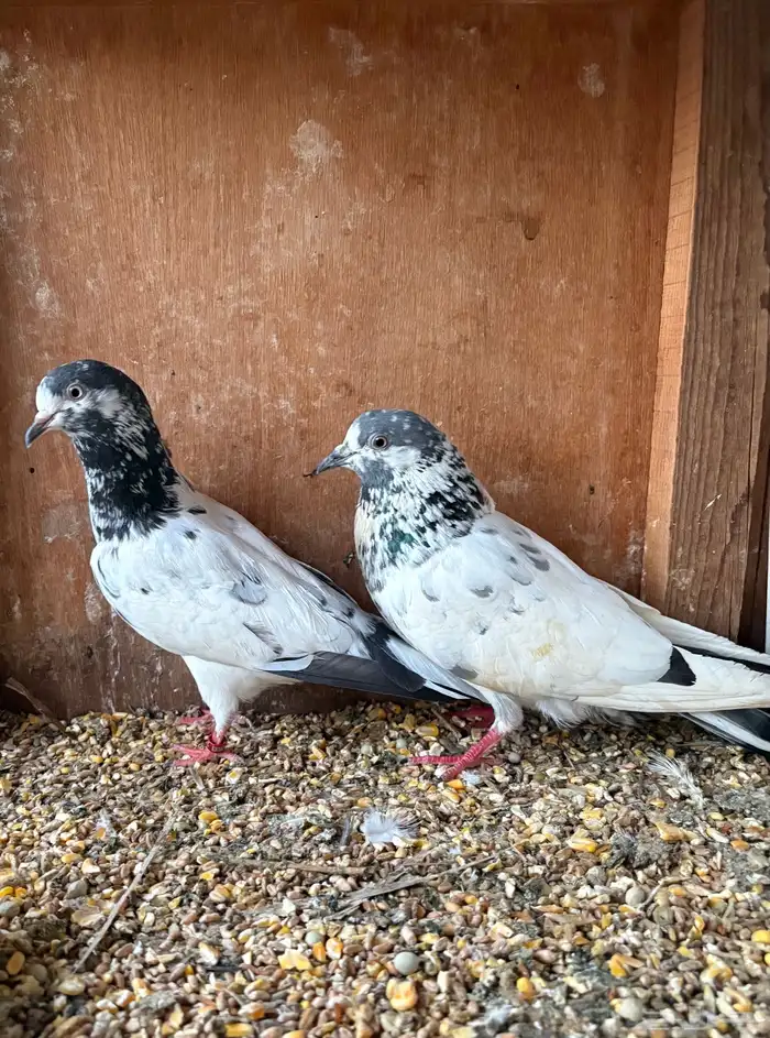 حمام باكستاني 3