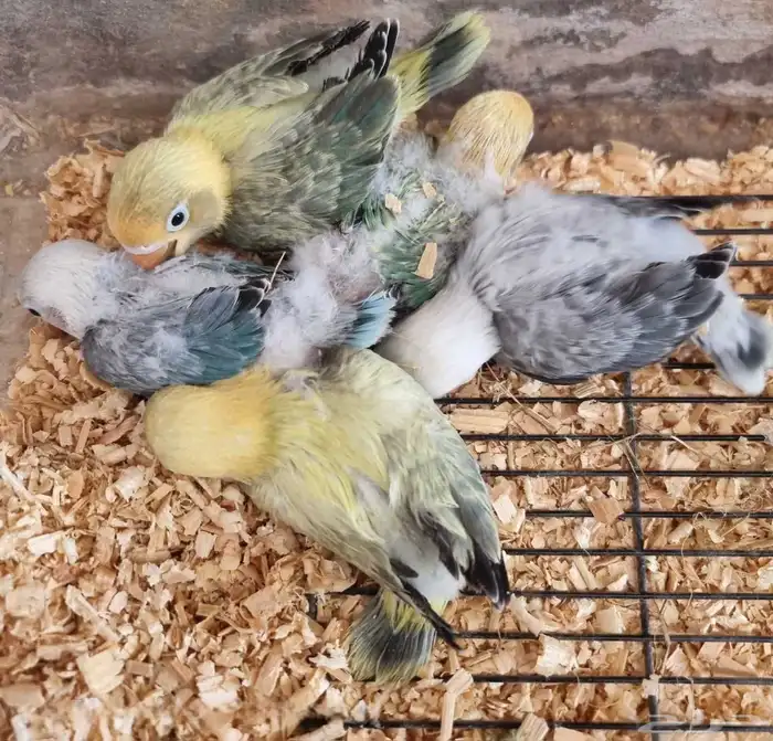 فروخ فيشر طفرات و ألوان مميزة لمحبي التميز 0