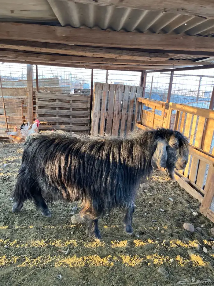 تيس فحل للبيع 1