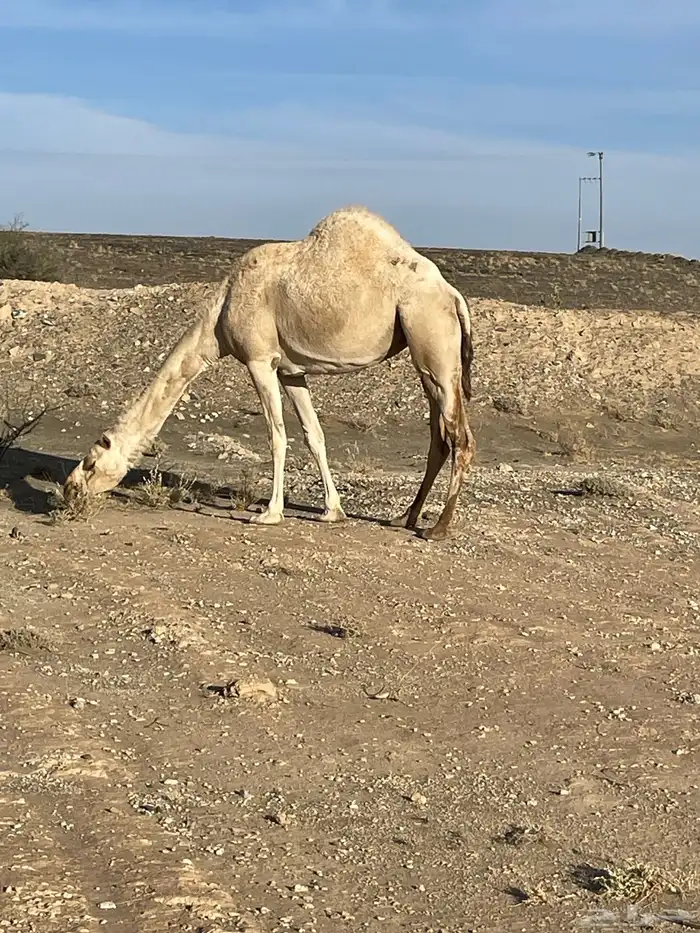 حايل سديس ماقد استالدت تلقح وتفيخ طول وارتفاع وكل مافيها طي 1