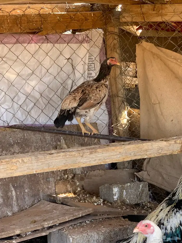 للبيع دجاج باكستاني العدد 27 دجاج مع اديك عددهم 8 18