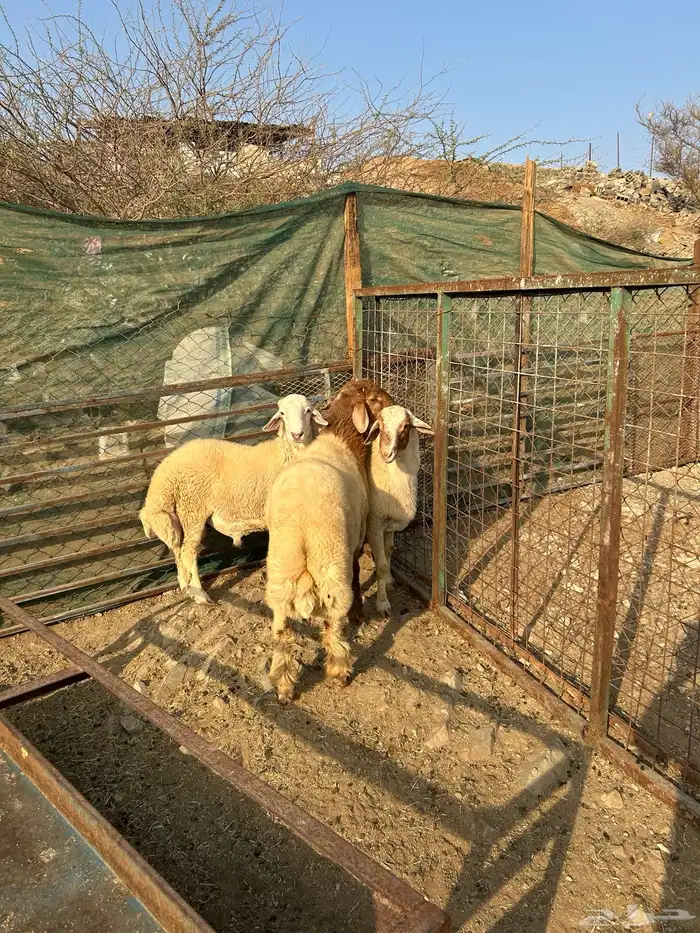 طليان ذبائح فاخره منسبات 1