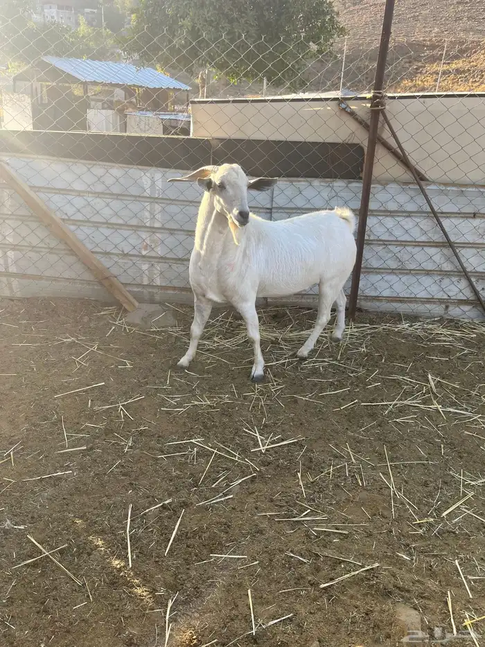 تيس بيشي صنف مشروط نضيف 1