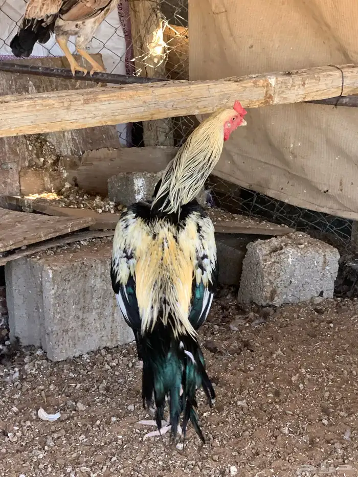 للبيع دجاج باكستاني العدد 27 دجاج مع اديك عددهم 8 21