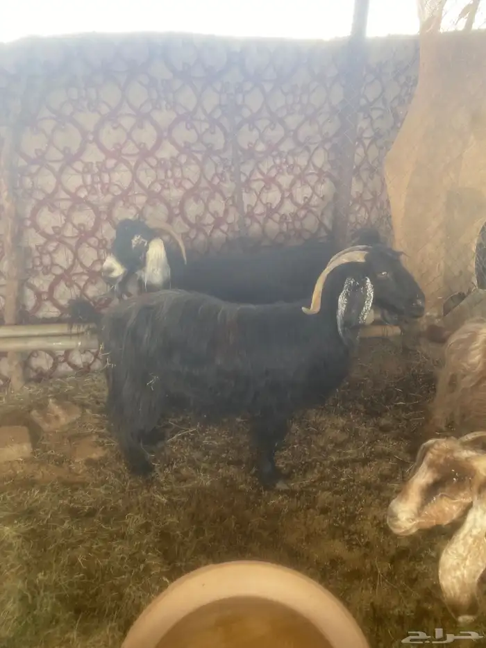 للبيع معزا 4