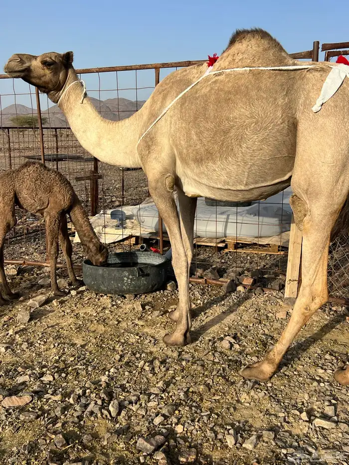 خلفه مصغر تحتها قعود ب 8800 تم البيع 1