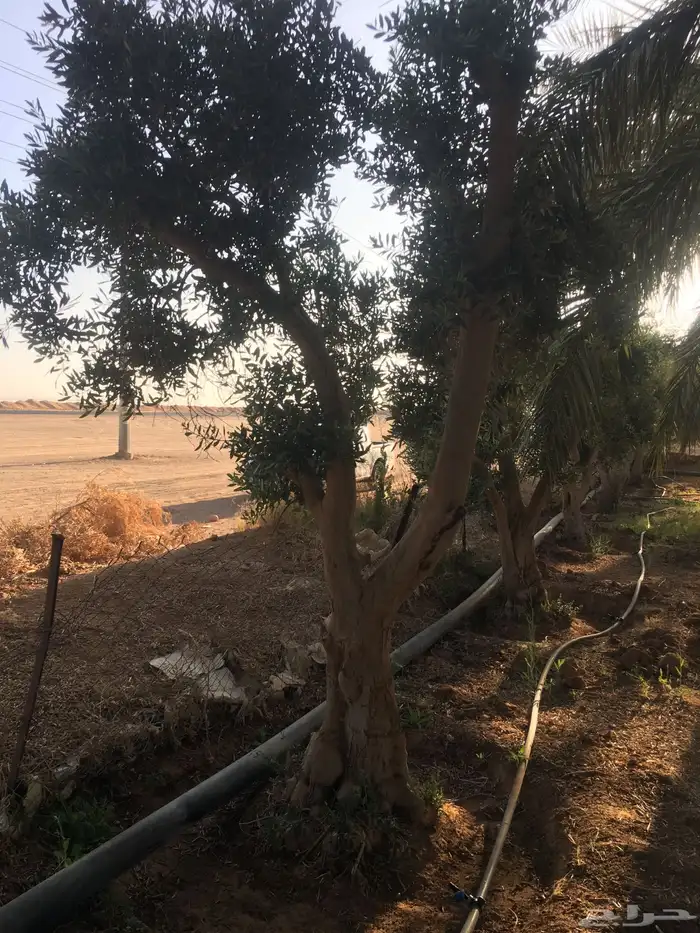 شجر ساق زيتون معمراشجار زيتون ساق معمر 34