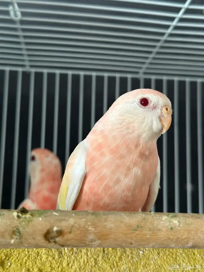 بركي بركيت 1