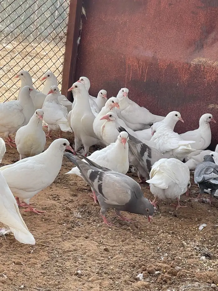 زغاليل حمام 2