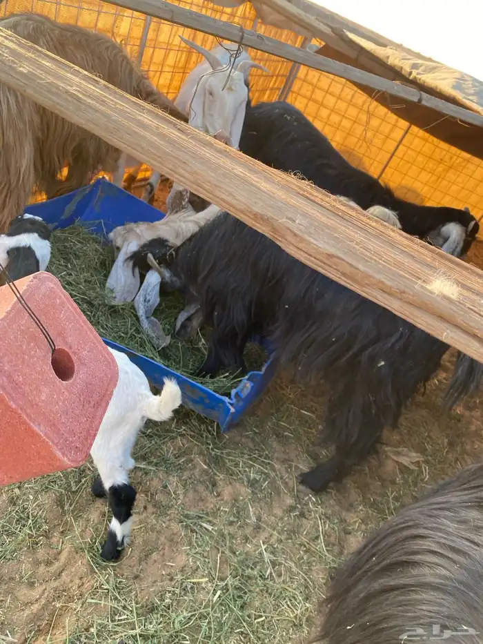 معزا مواليد 7