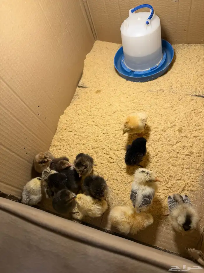 فقاسه للبيع 0