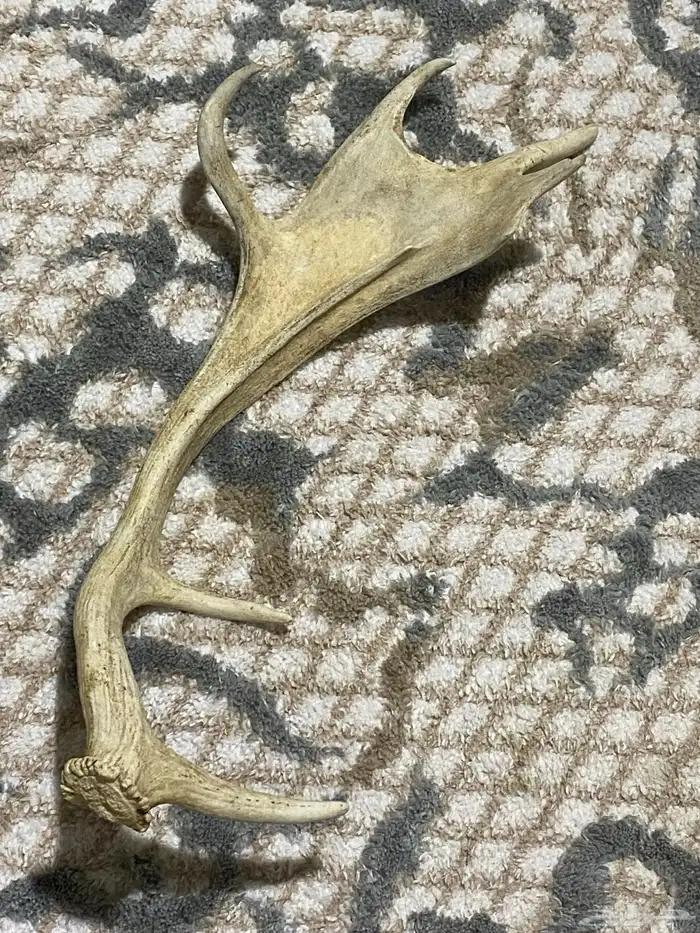 للبيع قرون غزال عربي و مسجل كورولا 2015 1