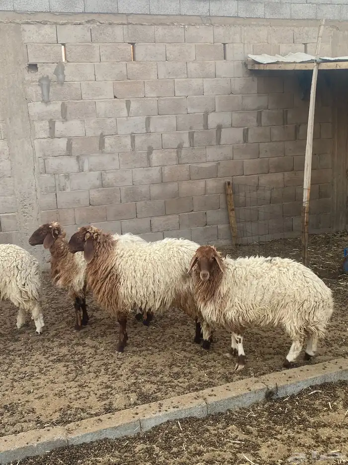 جذعات مقاني 5