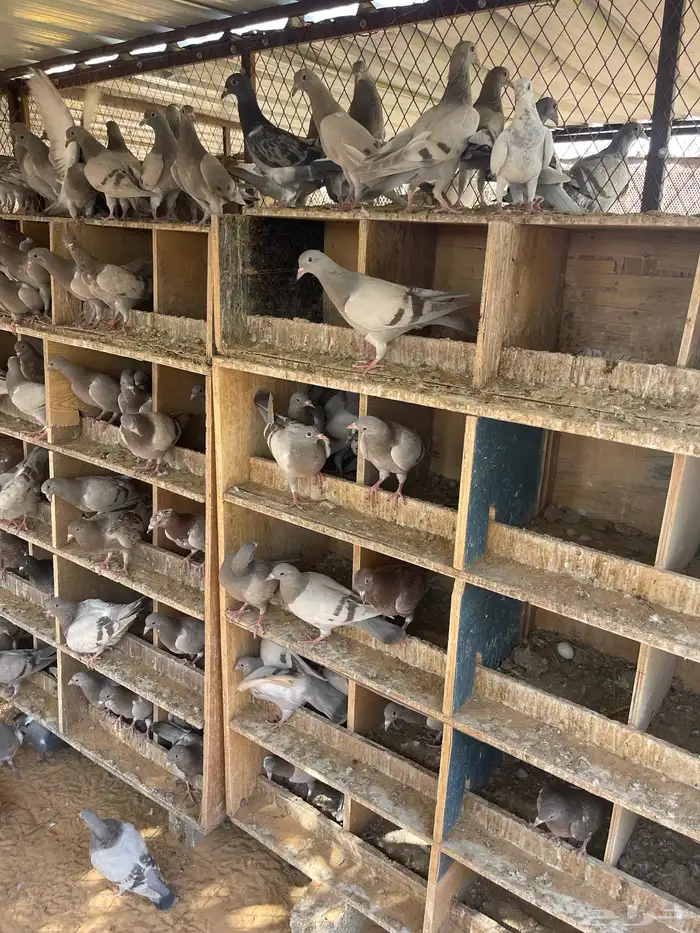 للبيع فراخه فرنسي سلفر وزاجل 1