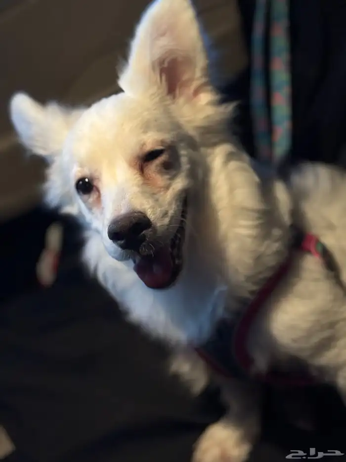 كلب مهجن مالتيز مع شيواوا للبيع 0