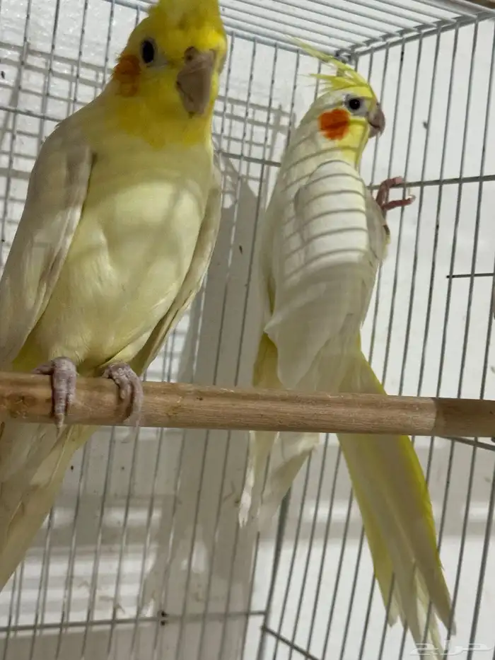 للبيع 4 اجواز كروان منتجات .. 1