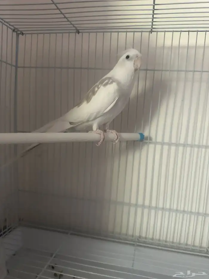 كروان متكلم وهدد خارجي وداخلي 2