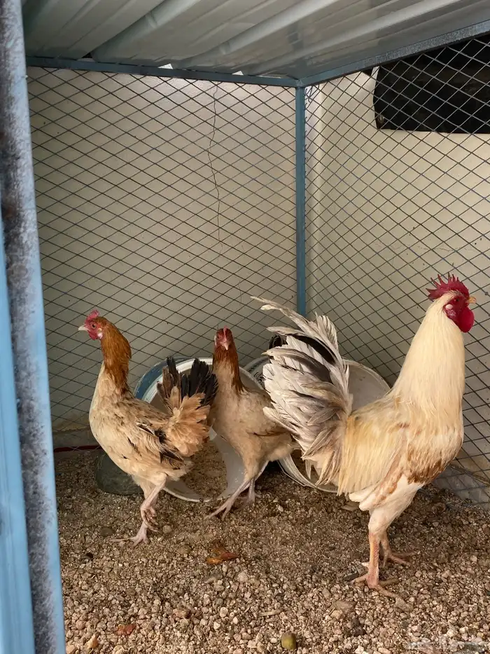 ديك ودجاج للبيع 0