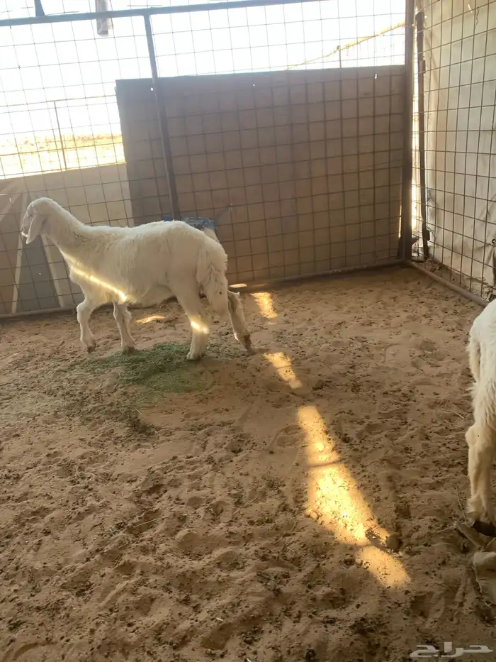للبيع خروف او رخل 4