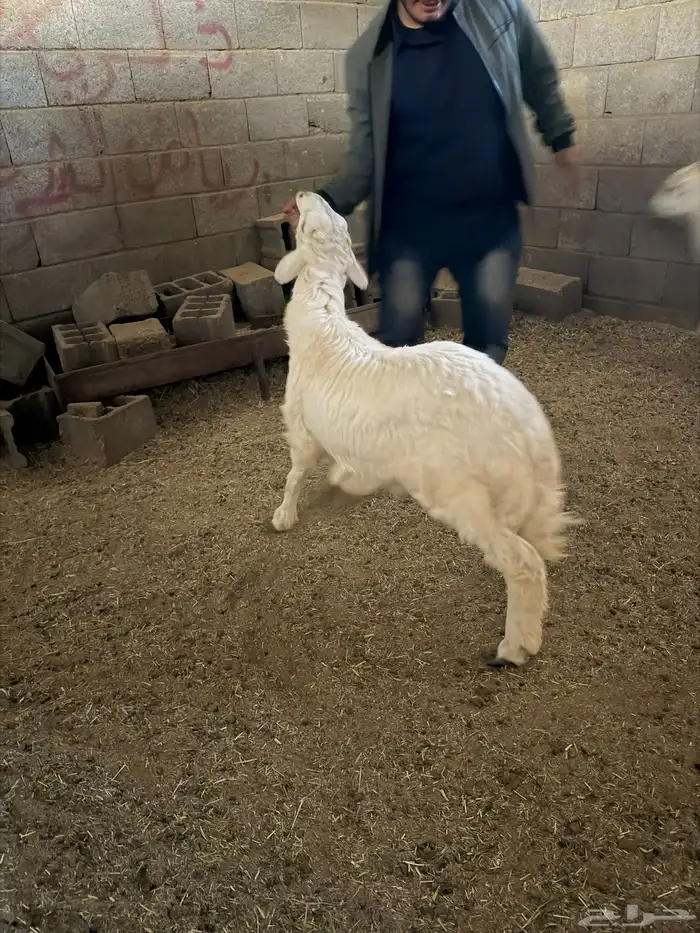 خروف جذع للبيع 1