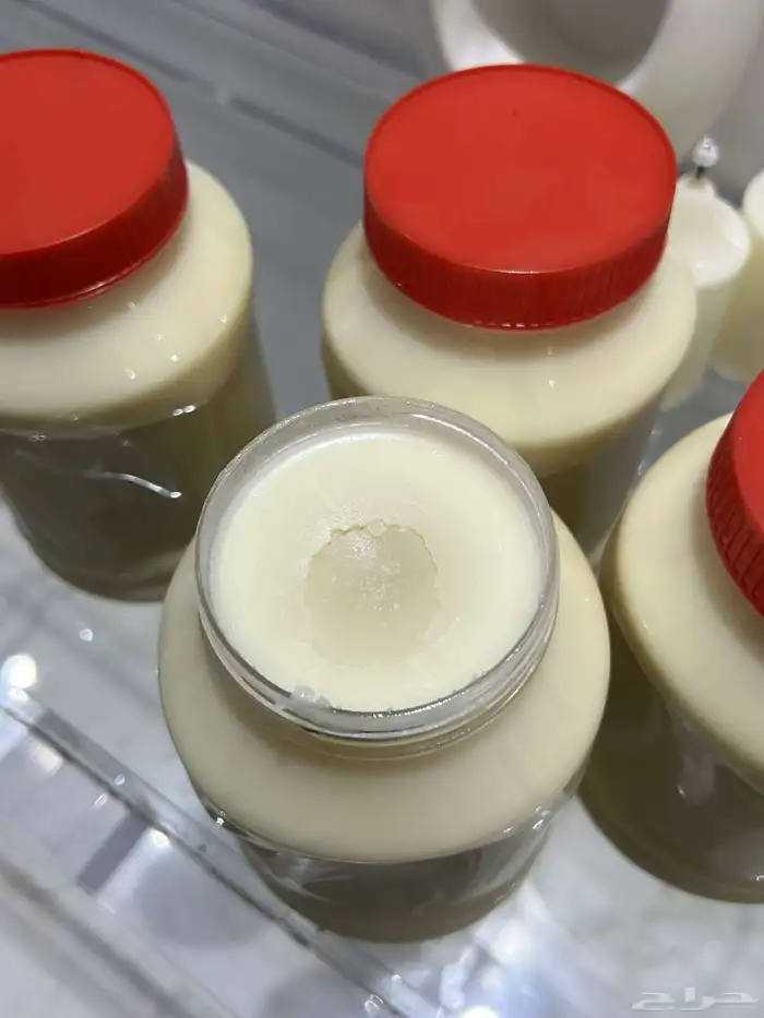 سمن غنم بري 2