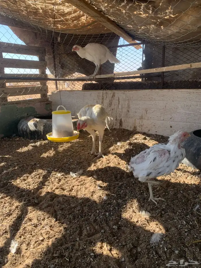 للبيع دجاج باكستاني العدد 27 دجاج مع اديك عددهم 8 36