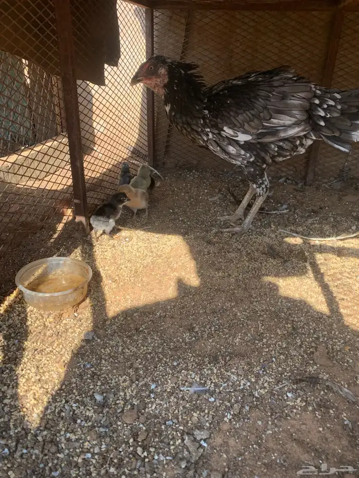 للبيع دجاج باكستاني العدد 27 دجاج مع اديك عددهم 8 2