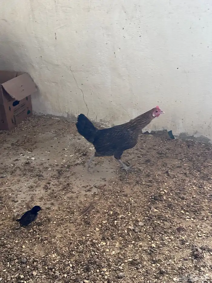 دجاج بلدي 3