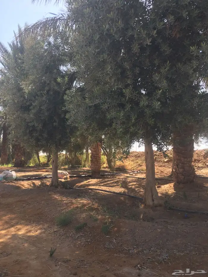 شجر ساق زيتون معمراشجار زيتون ساق معمر 18