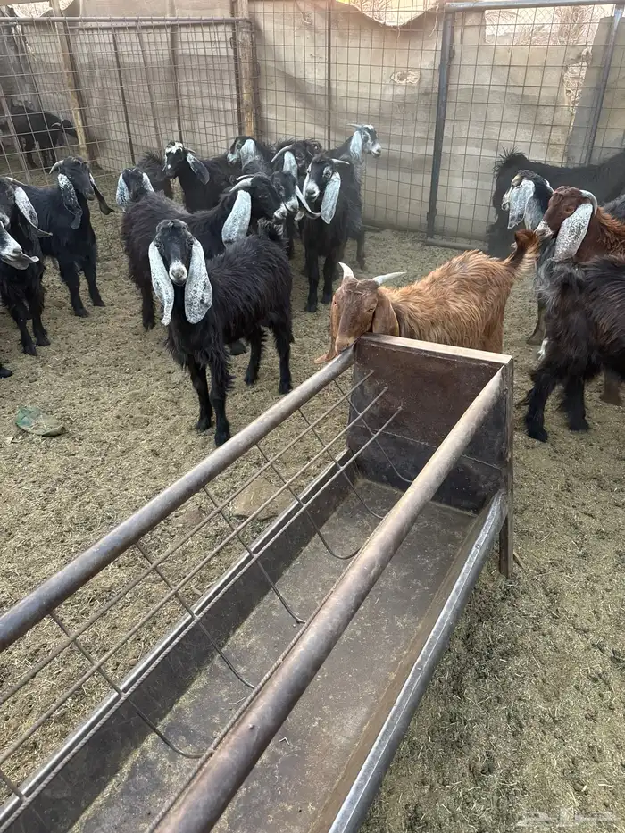 تيوس مخاصي للبيع .. 7