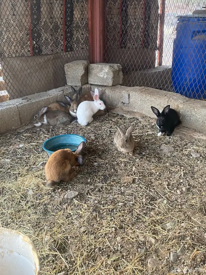 البيع ارانب بلدي 1