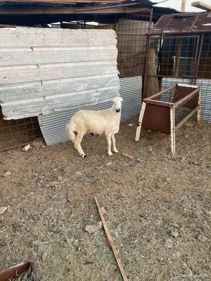 للبيع خروف رفيدي 5