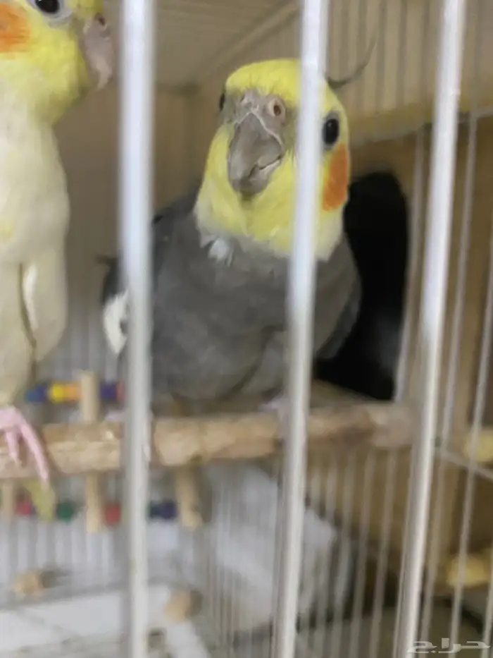 بغبغاء مفقود في المزاحميه تحديدا حي الصقوريه وما حولها 0