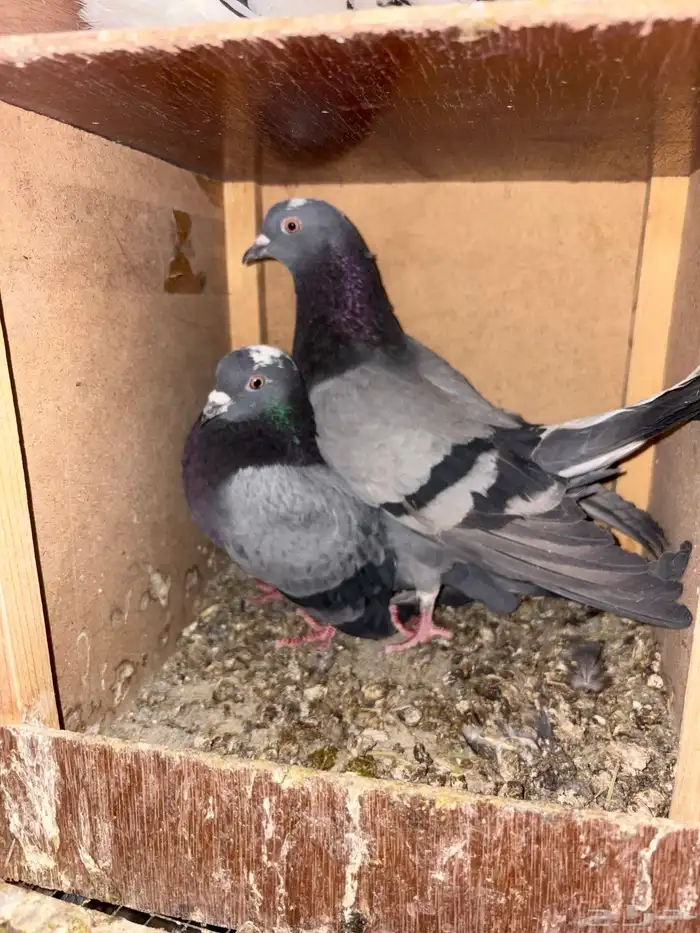 جوز حمام قطيفي قلاب زرق 0