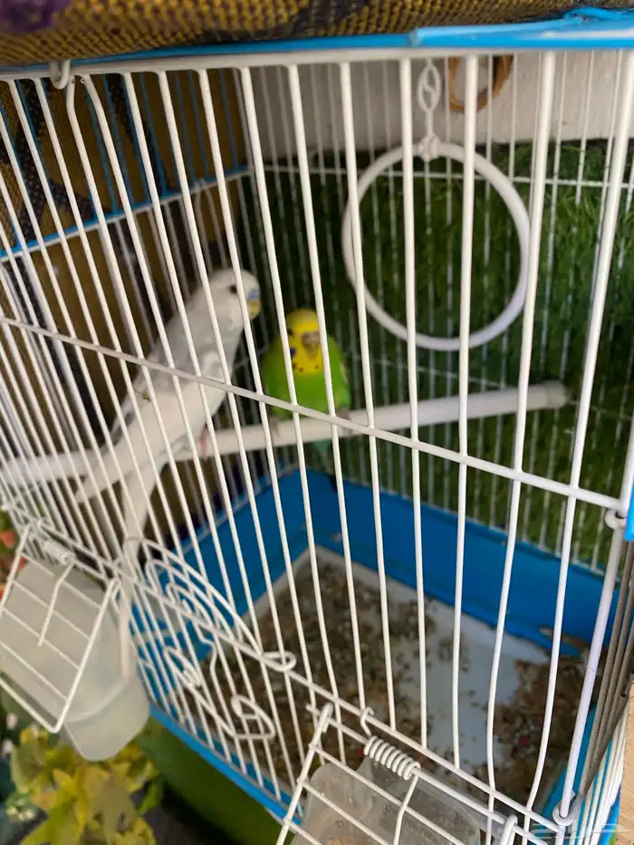 عصافير بادجي 0