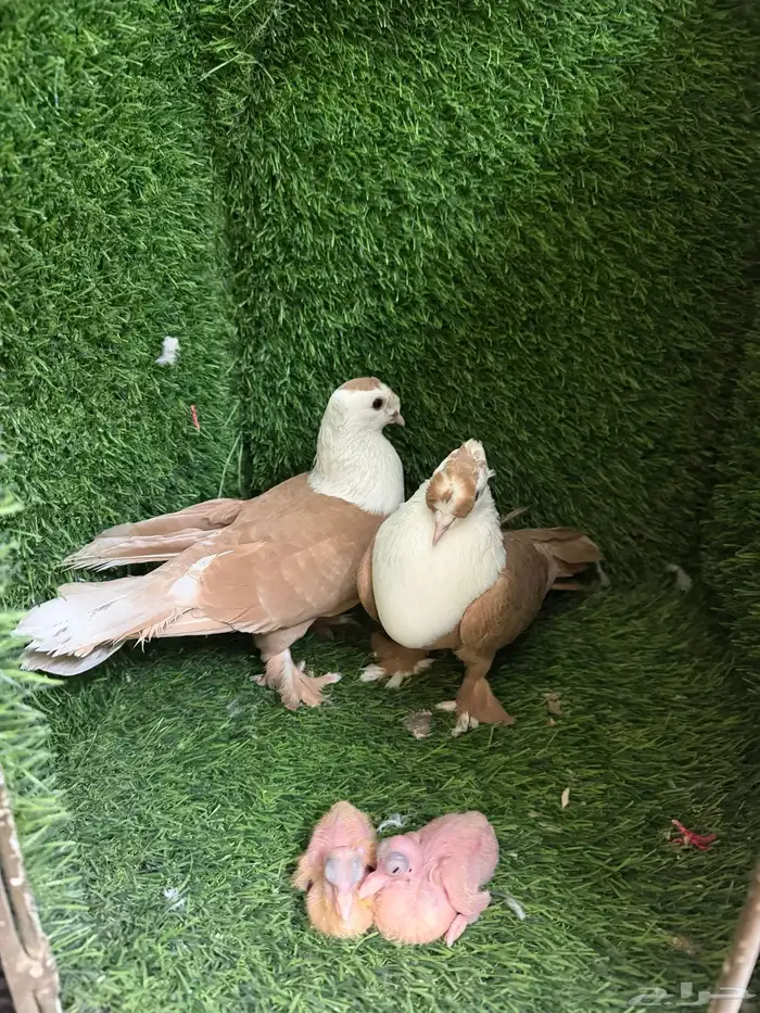 حمام لبناني 4