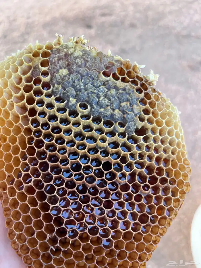 عسل سمره اصلي للبيع 1