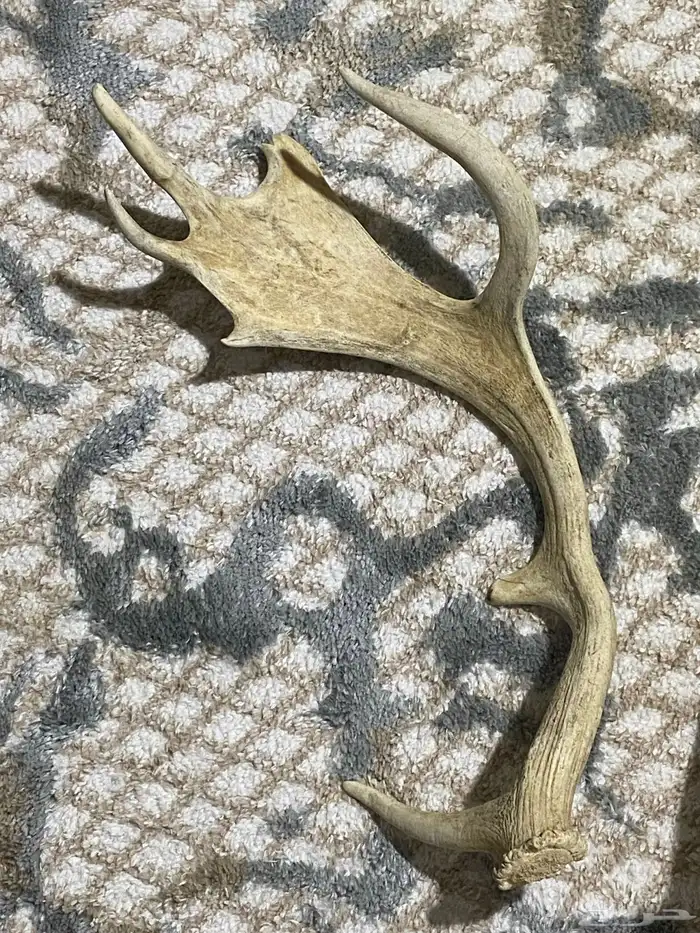 للبيع قرون غزال عربي و مسجل كورولا 2015 2