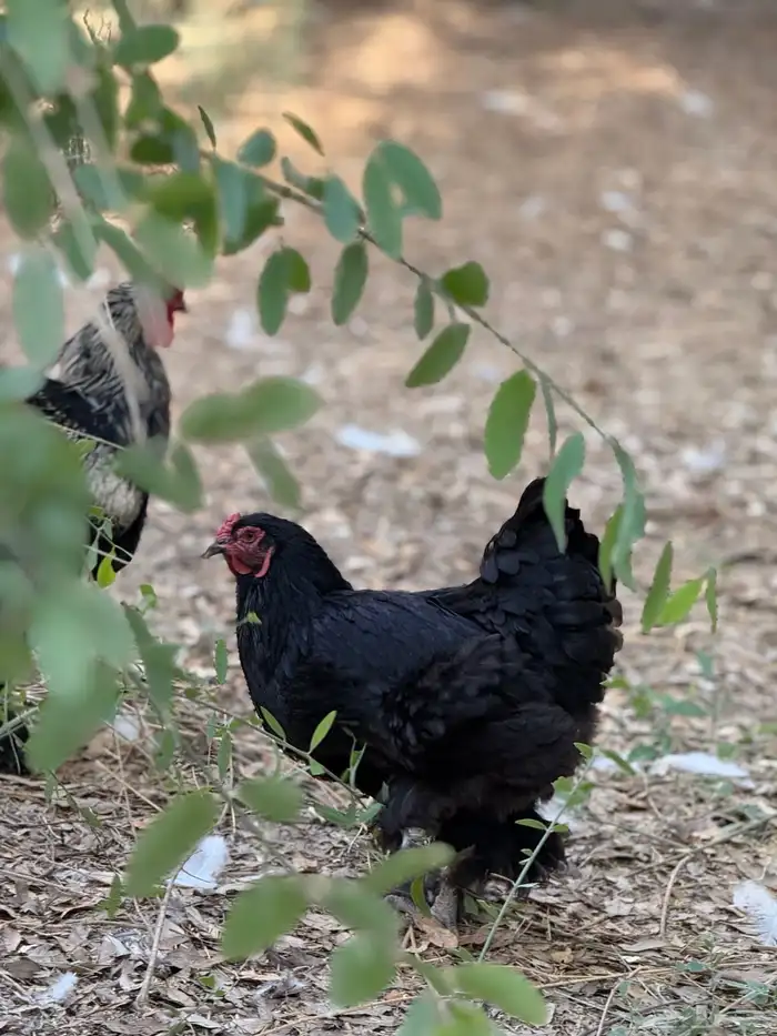 دجاج براهما 6