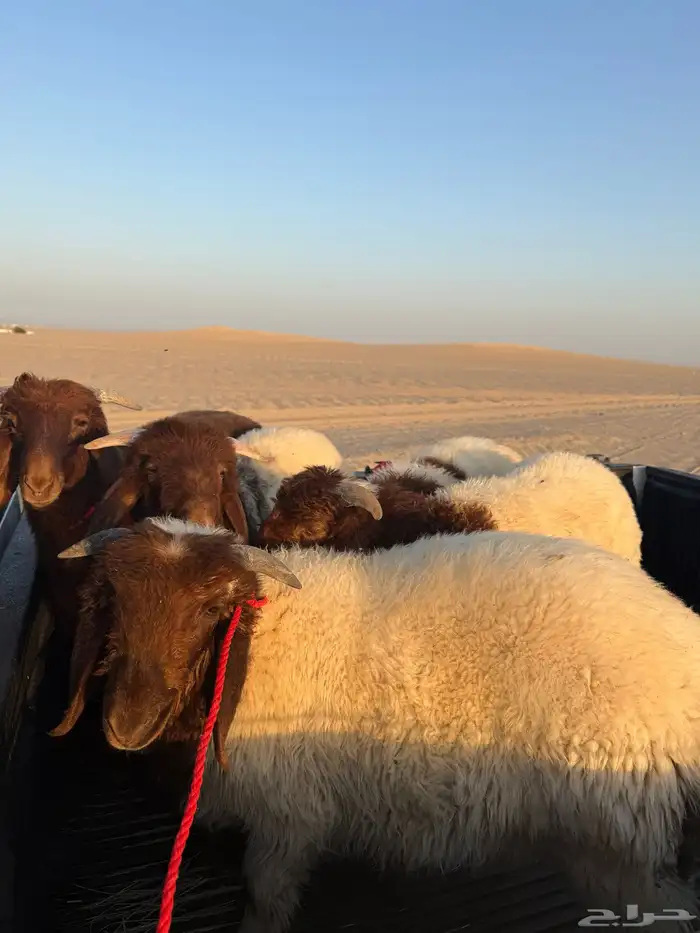 جديد   وصول هرافااا بريه فاااخره 4