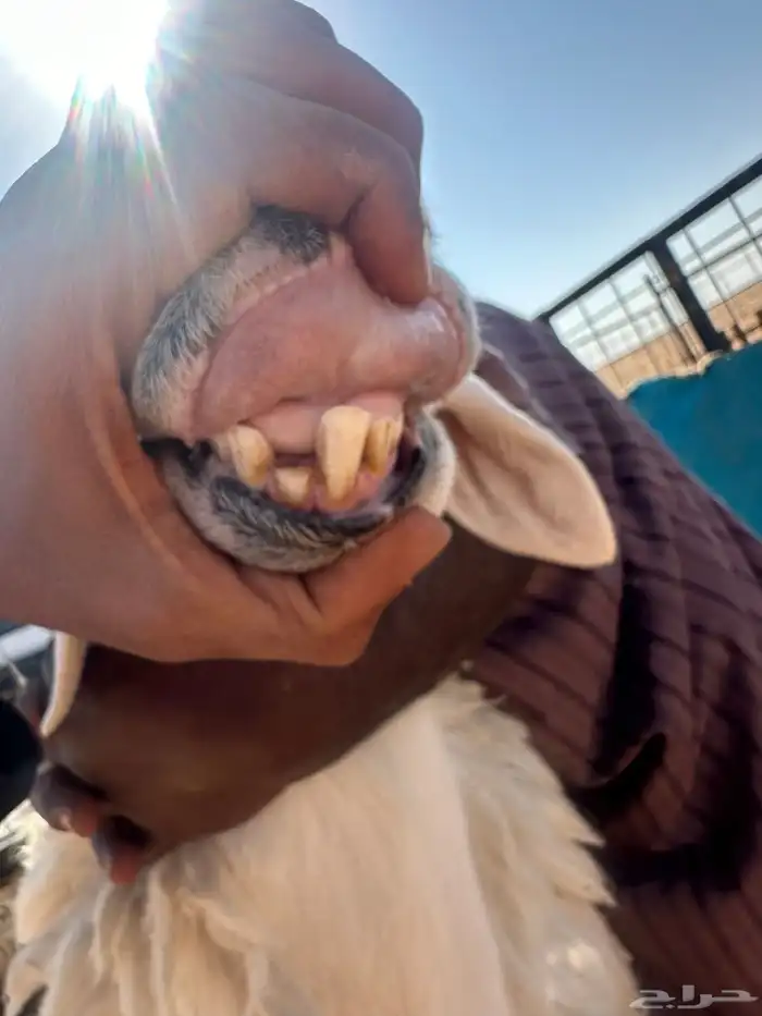 خروف حري صنف مشروط 6