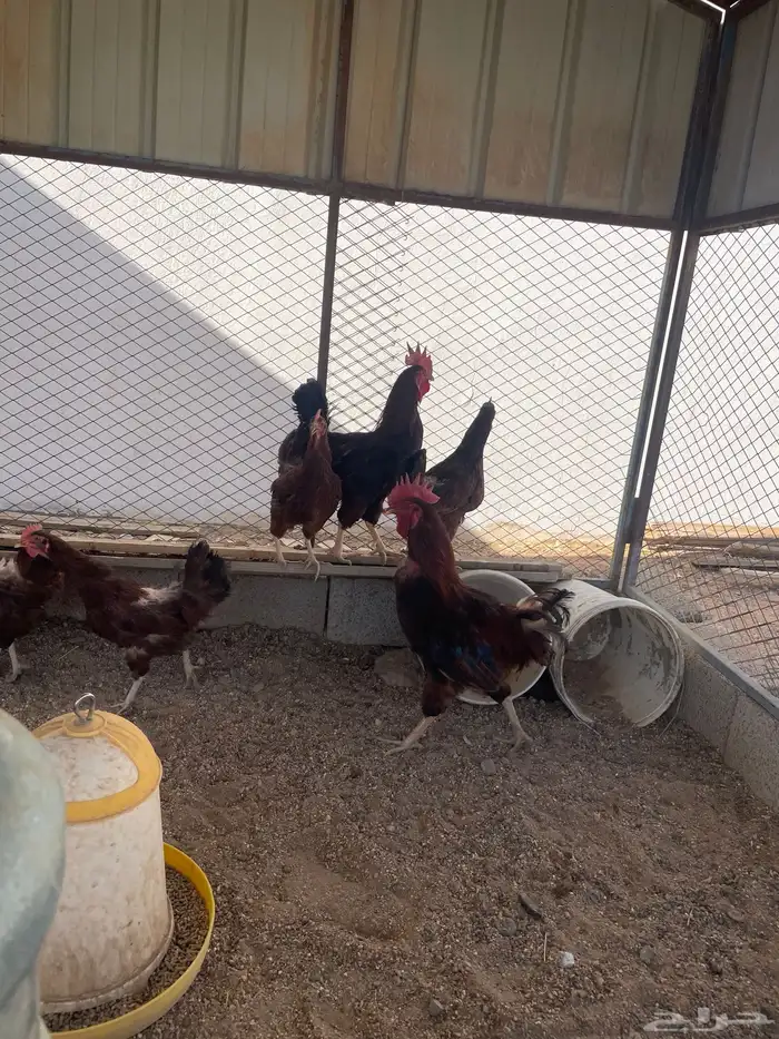 دجاج فرنسي العسلي احمر بيور صافي 0