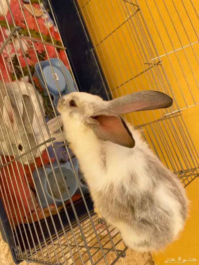 ارانب للبيع 3