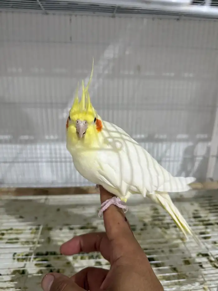 للبيع 4 اجواز كروان منتجات .. 6